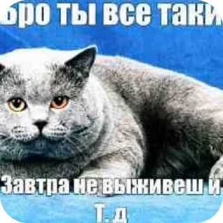 🐱 emoji @STICKRULE <- БОЛЬШЕ Telegram sticker 10 of 51