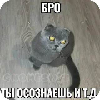 🐱 emoji @STICKRULE <- БОЛЬШЕ Telegram sticker 22 of 51