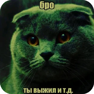 🐱 emoji @STICKRULE <- БОЛЬШЕ Telegram sticker 14 of 51