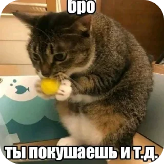 🐱 emoji @STICKRULE <- БОЛЬШЕ Telegram sticker 24 of 51