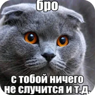 🐱 emoji @STICKRULE <- БОЛЬШЕ Telegram sticker 17 of 51