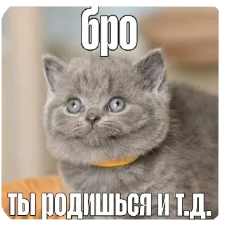 🐱 emoji @STICKRULE <- БОЛЬШЕ Telegram sticker 20 of 51