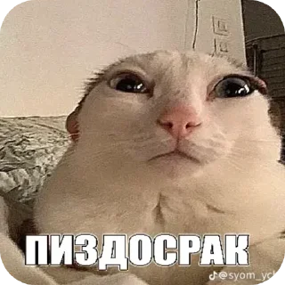 Sticker from Приколы