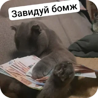 Sticker from Кошак