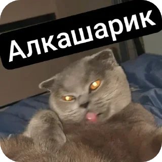 Sticker from Кошак