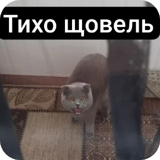 Sticker from Кошак