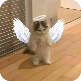 котики sticker 2