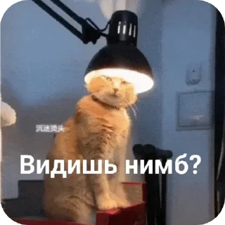 котики sticker 1
