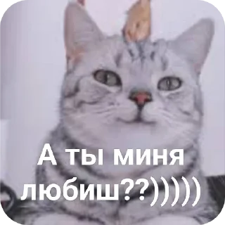 котики sticker 3