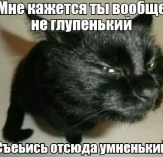 🌟 emoji Груз 200 мы вместе zloirys Telegram sticker 17 of 36