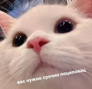 😢 emoji Lizochek👽 Telegram sticker 9 of 39