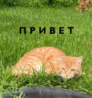 Sticker from Alenaeit