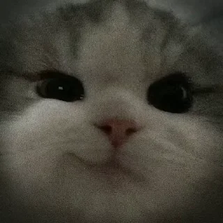 😼 emoji Юкии by @StikerYaratishbot Telegram sticker 24 of 106