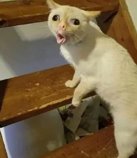 Sticker from Котопес