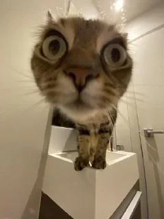 Sticker from Котопес
