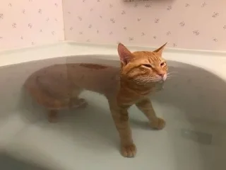 Sticker from Котопес