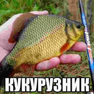 Sticker from Неведомая Хуйня @bulba40
