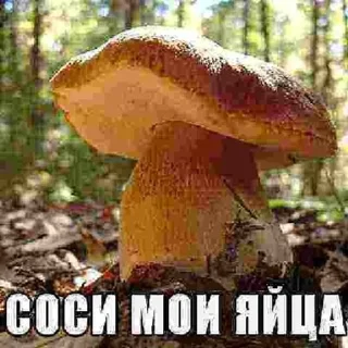 Sticker from Неведомая Хуйня @bulba40