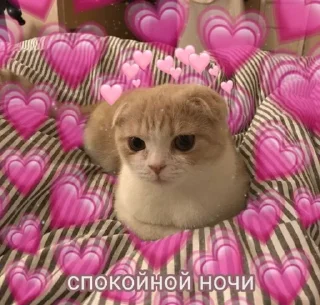 Sticker from спкнч🤍дбрутр💗