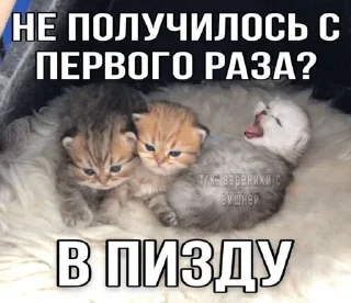 🌟 emoji Котята Telegram sticker 2 of 94