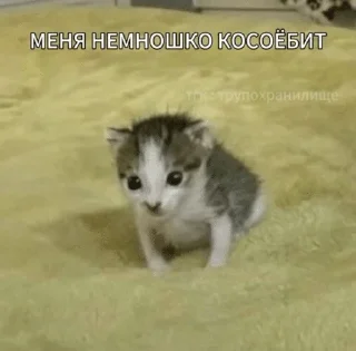 🌟 emoji Котята Telegram sticker 15 of 94