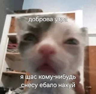 🌟 emoji Котята Telegram sticker 17 of 94