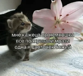 🌟 emoji Котята Telegram sticker 19 of 94