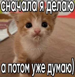 🌟 emoji Котята Telegram sticker 4 of 94