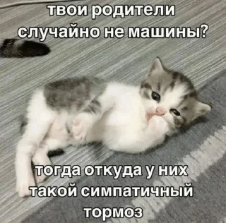 🌟 emoji Котята Telegram sticker 21 of 94