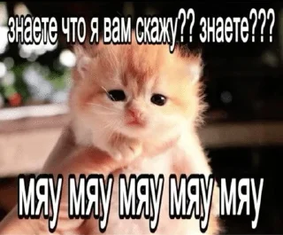 🌟 emoji Котята Telegram sticker 10 of 94