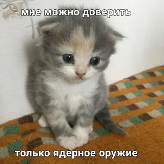 🌟 emoji Котята Telegram sticker 23 of 94
