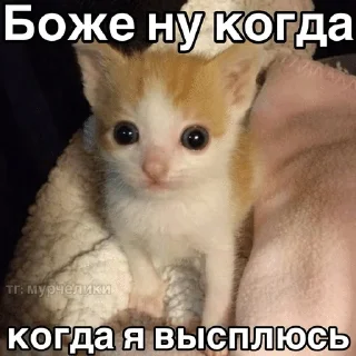 🌟 emoji Котята Telegram sticker 5 of 94