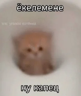 🌟 emoji Котята Telegram sticker 14 of 94