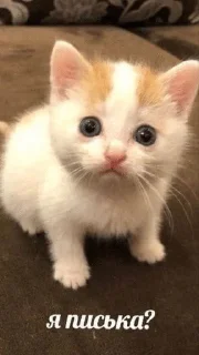 🌟 emoji Котята Telegram sticker 12 of 94
