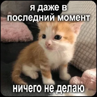 🌟 emoji Котята Telegram sticker 3 of 94