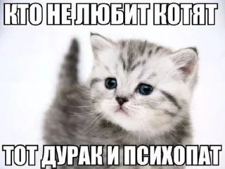 Sticker from добрые котята