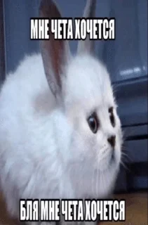 🌟 emoji Котята Telegram sticker 18 of 94