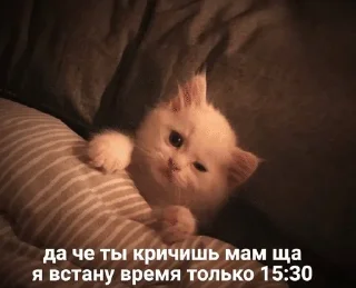 🌟 emoji Котята Telegram sticker 7 of 94