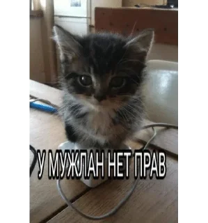 🌟 emoji Котята Telegram sticker 11 of 94