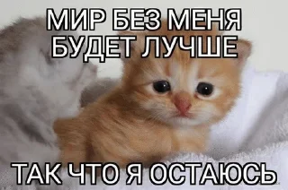 🌟 emoji Котята Telegram sticker 22 of 94