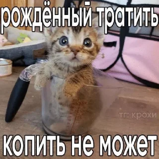 🌟 emoji Котята Telegram sticker 20 of 94