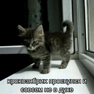 🌟 emoji Котята Telegram sticker 8 of 94