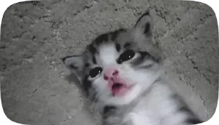 Sticker from котята