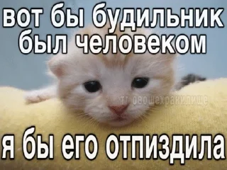 🌟 emoji Котята Telegram sticker 1 of 94