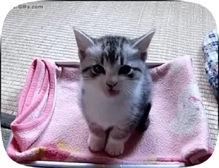 Sticker from котята