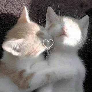 Sticker from Котики