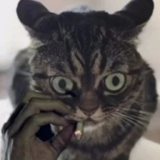 Sticker from ЕБАТЬ ВСРАТЫШИ