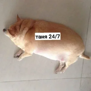 😄 emoji Псина-Тяня сутулая Telegram sticker 17 of 59