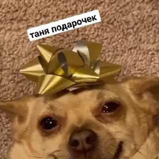 😄 emoji Псина-Тяня сутулая Telegram sticker 16 of 59