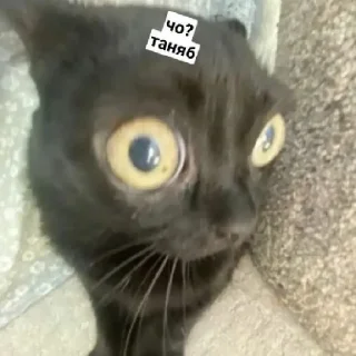 😄 emoji Псина-Тяня сутулая Telegram sticker 4 of 59
